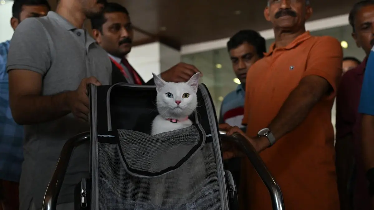 Pet import made easy! AQCS rolls out NoC for Dogs & Cats