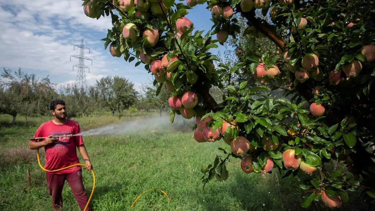 Falling wholesale prices leave Kashmir apple growers, traders distressed