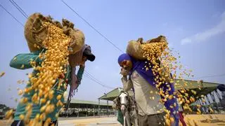 Ha habido un aumento significativo en la producción de maíz en la India.