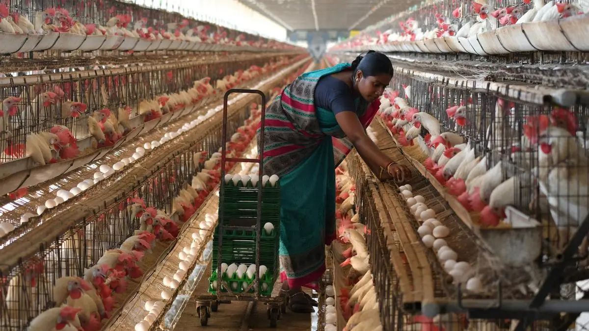 Namakkal eggs to enter the US market for the first time
