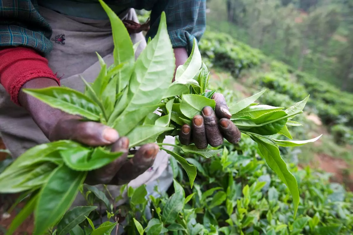 Tea harvesting in Coonoor (file image)