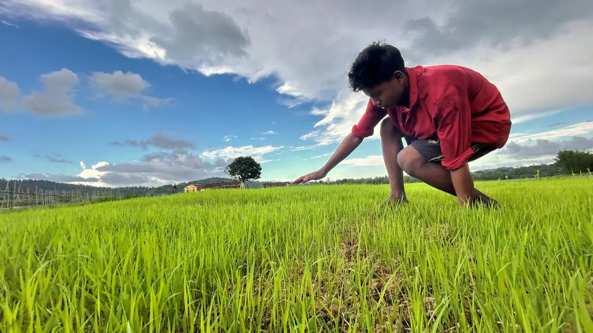 Govt raises paddy MSP by ₹69 to ₹2,369 per quintal for 2025-26 - The Hindu  BusinessLine
