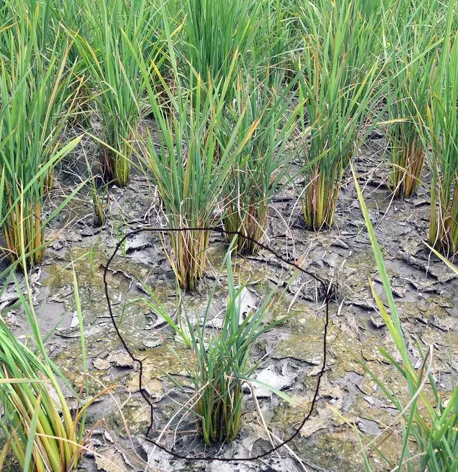 The unknown disease continues to spread to healthy plants in one field in Teha village, Haryana where Pusa Basmati 1121 has been grown by Rajpal Tyagi, a farmer who grows only paddy and potato The unknown disease continues to spread to healthy plants in one field in Teha village, Haryana where Pusa Basmati 1121 has been grown by Rajpal Tyagi, a farmer who grows only paddy and potato