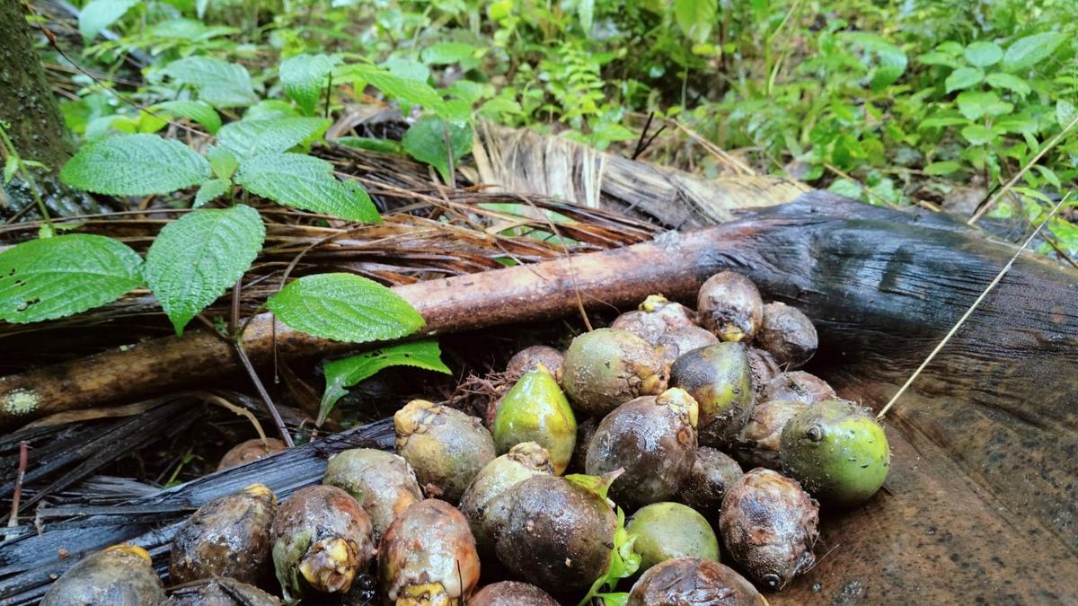Fruit rot illness in areca plantations results in 50% crop loss in Karnataka, says Growers’ physique