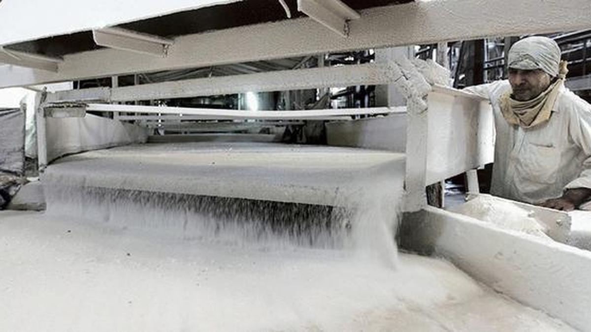 India exports 3.15 lakh tonne sugar in Oct–Feb; UAE emerges as top destination