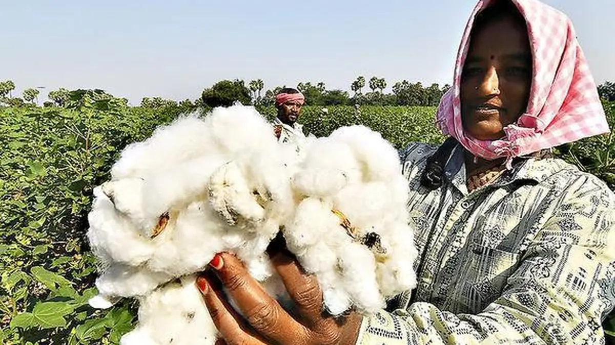 Cotton prices jump 4% in one day after CCI raises price by ₹2,900 per 356 kg candy
