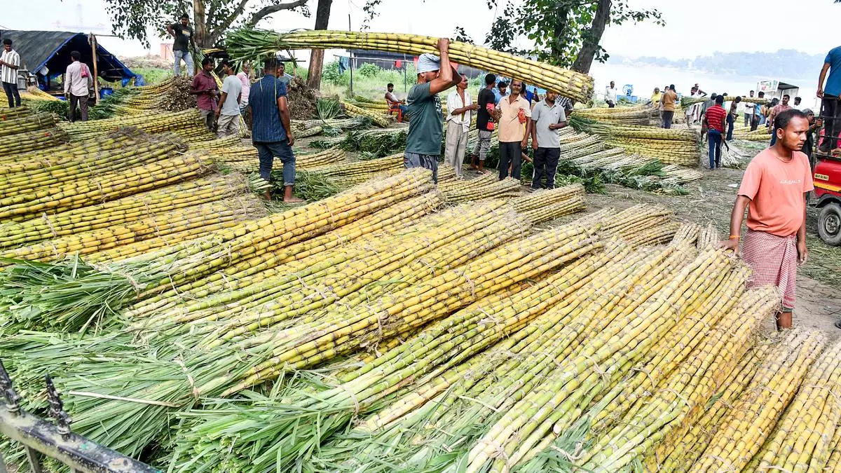 Maharashtra Elections 2024: Over 12 lakh workers may miss voting in Maharashtra polls: Sugarcane cutters’ body