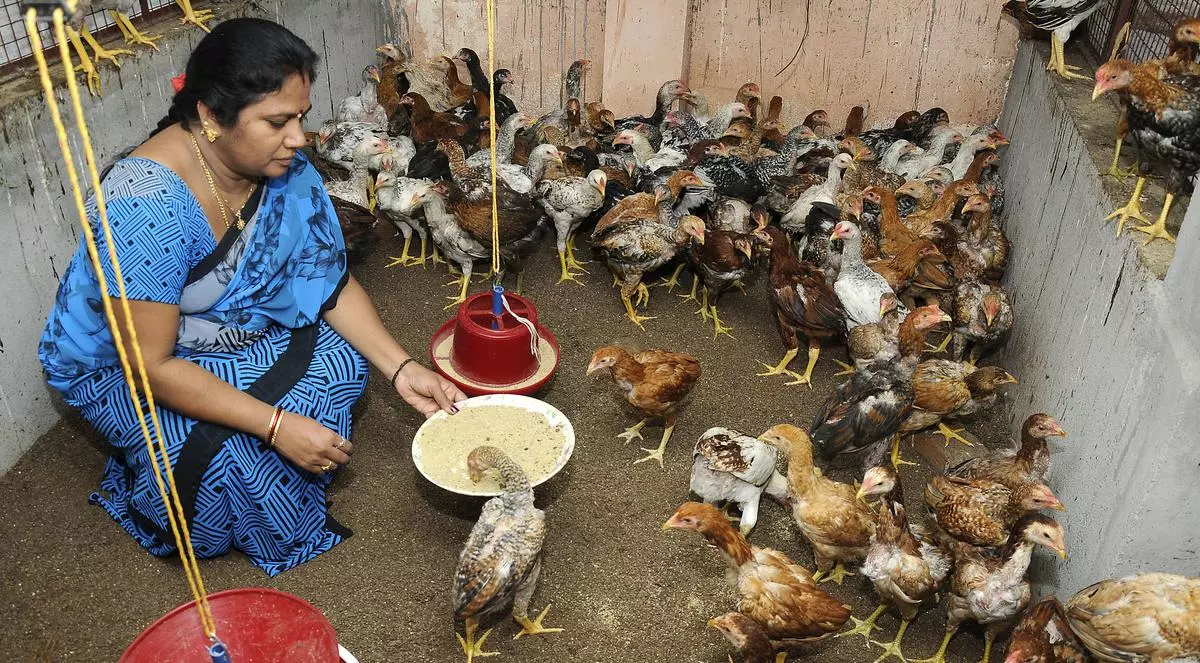 Poultry has led to viable eranings for women
