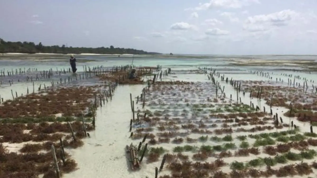 Tamil Nadu poised to a seaweed hub The Hindu BusinessLine