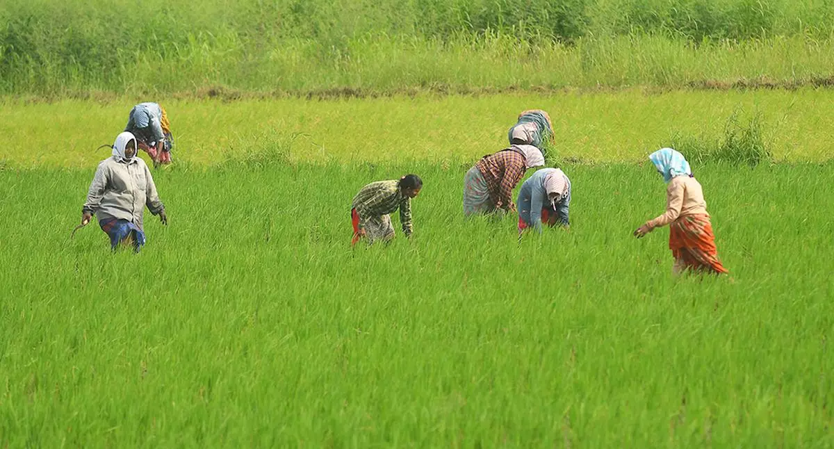 File Photo: Agriculture workers in a paddy crop.