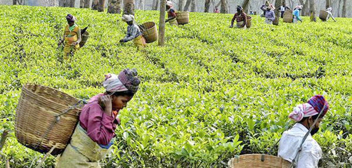 Tea exports during January-October 2022 were up by 16 per cent at 185.31 mkg compared with 159.88 mkg during the same period last year