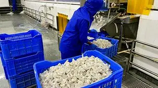 The increase in tariff rates comes in addition to the counter vailing duty of 5.77 per cent and anti-dumping duties imposed on seafood exports from India.  