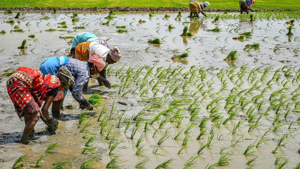 India’s summer crops coverage drops 2% as paddy, maize acreage trails