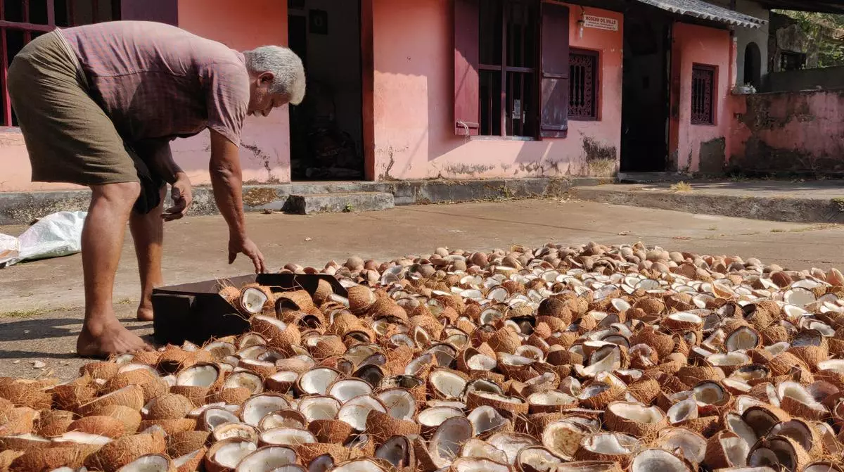 A worker drying copra at an oil mill in Thrissur, Kerala. Photo: KK MUSTAFAH 