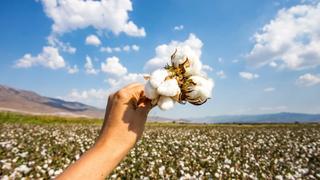 However, a shortage of premium cotton hybrid seeds may affect cropping trends. However, a shortage of premium cotton hybrid seeds may affect cropping trends.