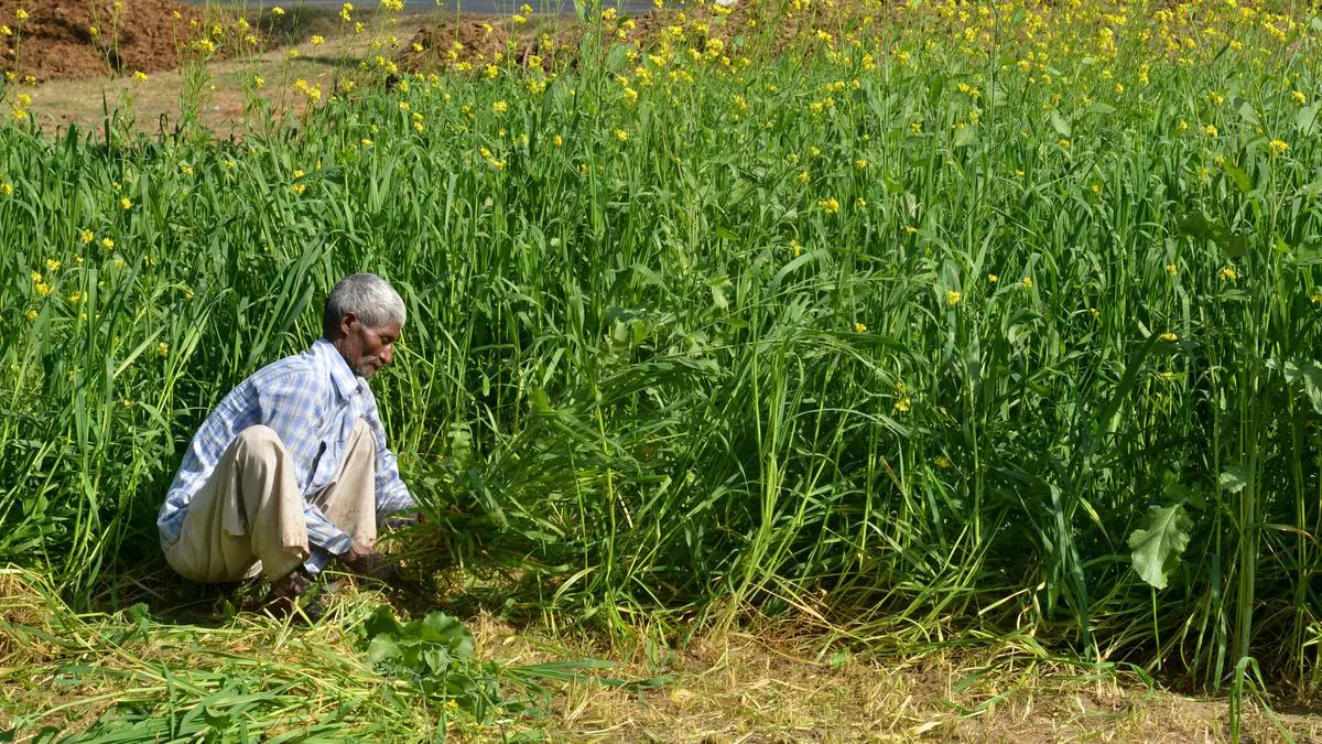 Rabi Sowing Exceeds 25 Lh, But UP Trails In Mustard Coverage - The ...