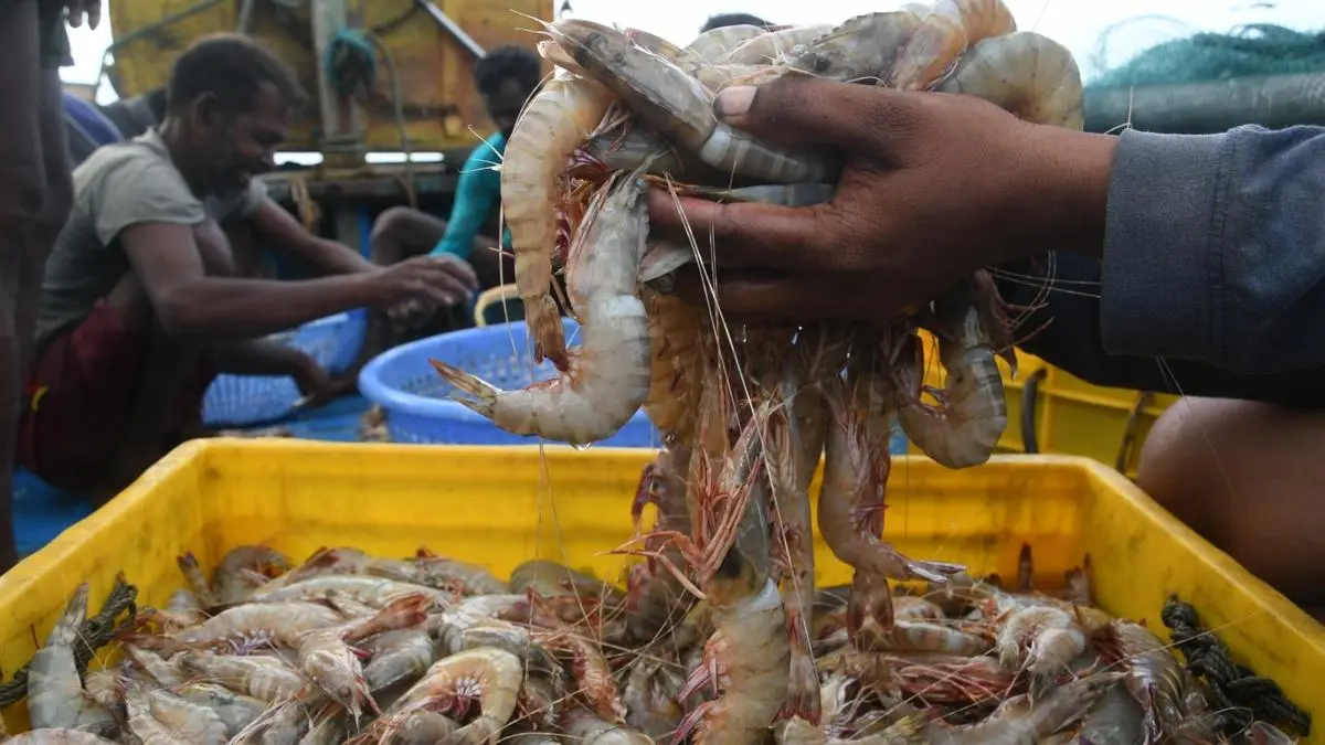 India’s shrimp export volumes may remain flat this fiscal on tariffs, weak demand: Crisil