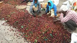 Robusta cherry volumes were up at 1.17 lakh tonnes during January-June period, an increase of around 22 per cent over previous year’s 96,375 tonnes Robusta cherry volumes were up at 1.17 lakh tonnes during January-June period, an increase of around 22 per cent over previous year’s 96,375 tonnes