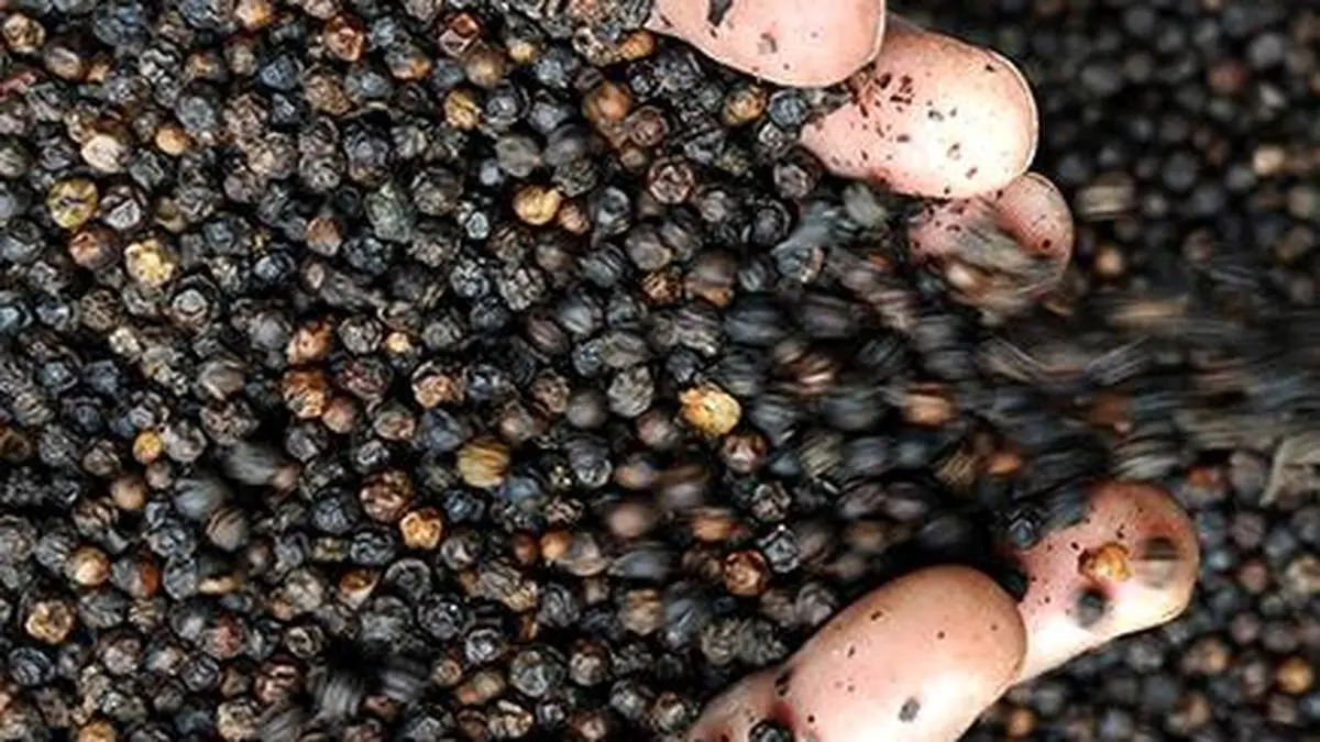 IPC hopeful of tariff reliefs as US demand for pepper remains strong