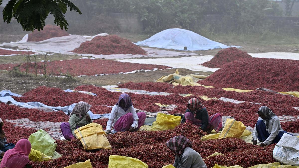 India’s spice exports hit a new high of $4.72 billion in FY25 on strong demand