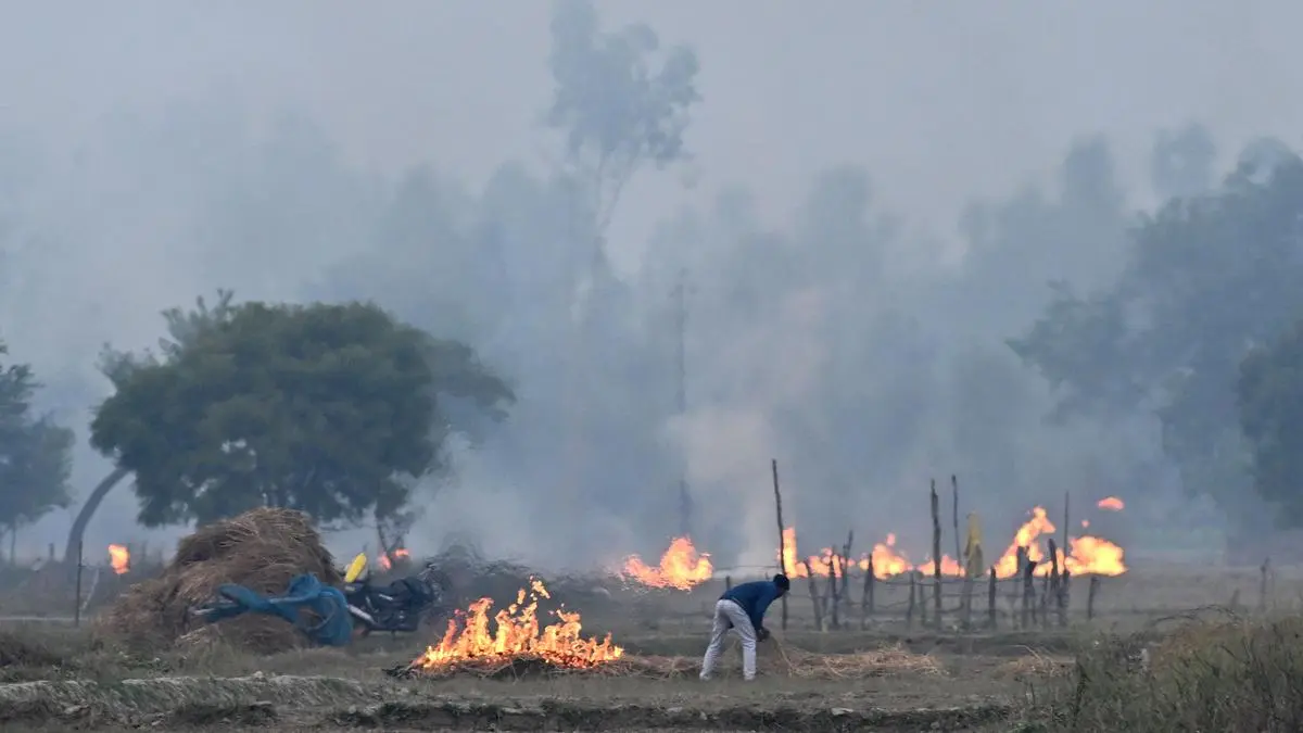 Wheat stubble burning rises 23%; Madhya Pradesh tops with 69% share, UP 30%
