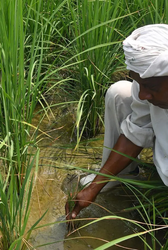 A farmer in Teha village in Sonipat, Haryana looking at the staunted plant in the paddy field where Pusa Basmati 1121 has been grown at Sonipat, Haryana A farmer in Teha village in Sonipat, Haryana looking at the staunted plant in the paddy field where Pusa Basmati 1121 has been grown at Sonipat, Haryana
