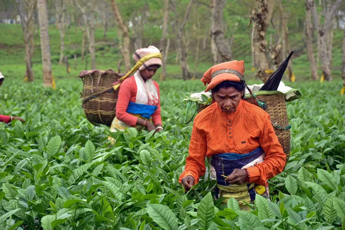 扩大印度对中国茶叶出口的范围