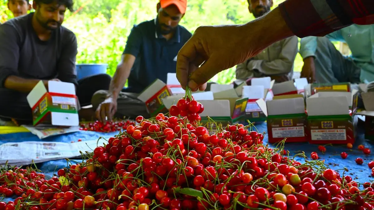 Changing weather patterns cast a shadow over Kashmir cherry season