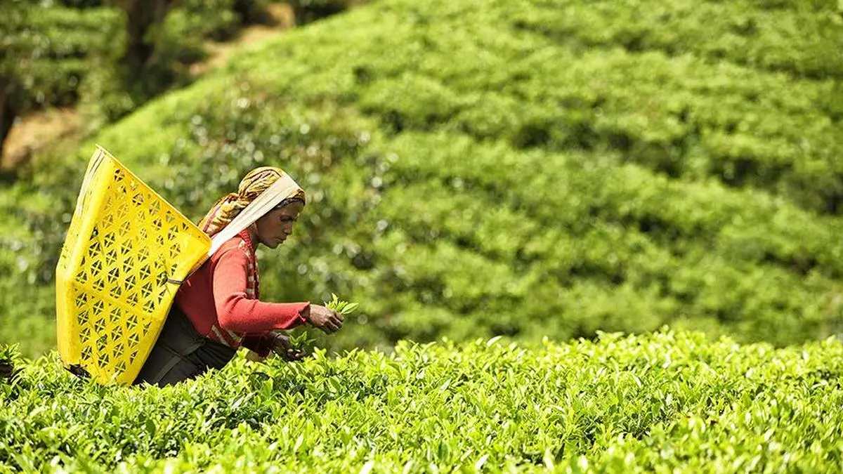 More leaf teas unsold at Coonoor auctions on subdued export demand