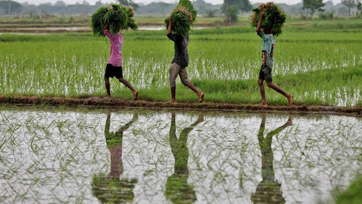 Rising temperatures put India’s rice farming at risk, says FAO-WMO report