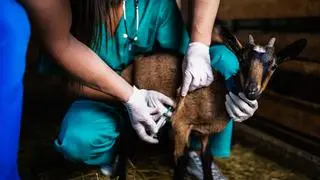 MAKING MEDICINES WORK: Deploying data to fight vet drug resistance