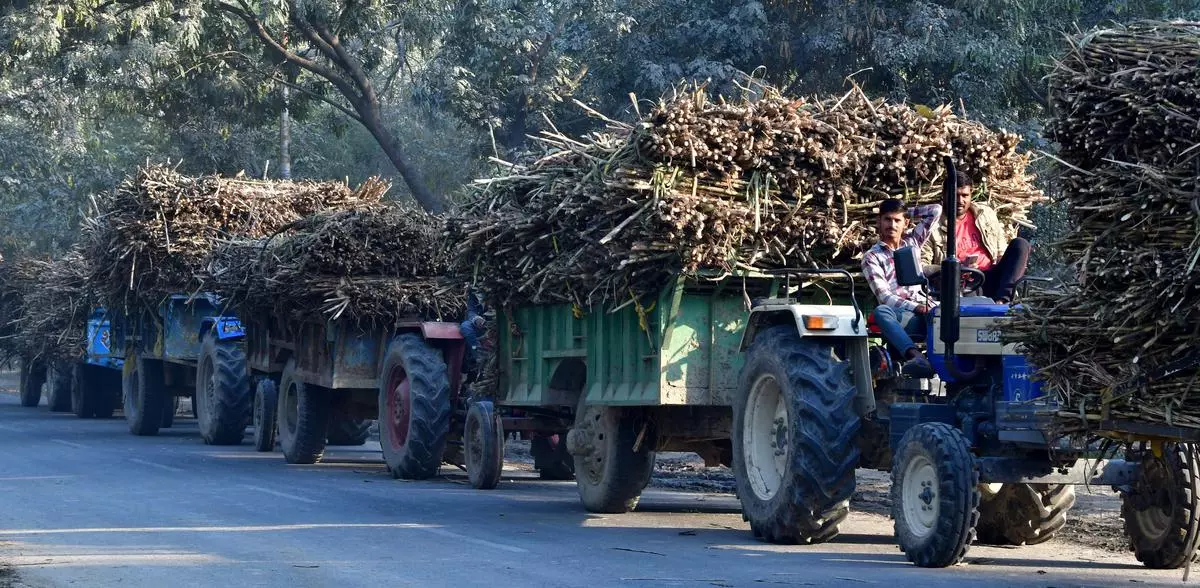 File Photo: Sugarcane farmers are seen in a queue waiting to sell harvested sugarcane, outside sugar mills, in Rampur district of Uttar Pradesh.