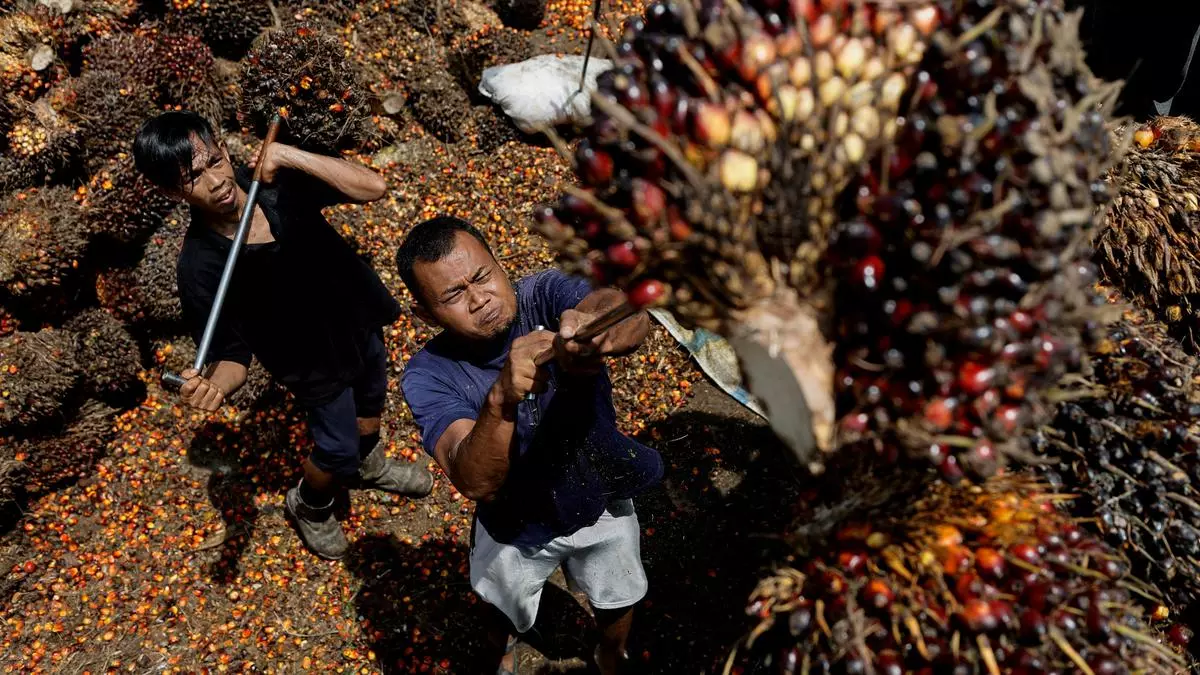 Why Indonesia Will Be Forced To Revoke Ban On Palm Oil Exports By Month ...