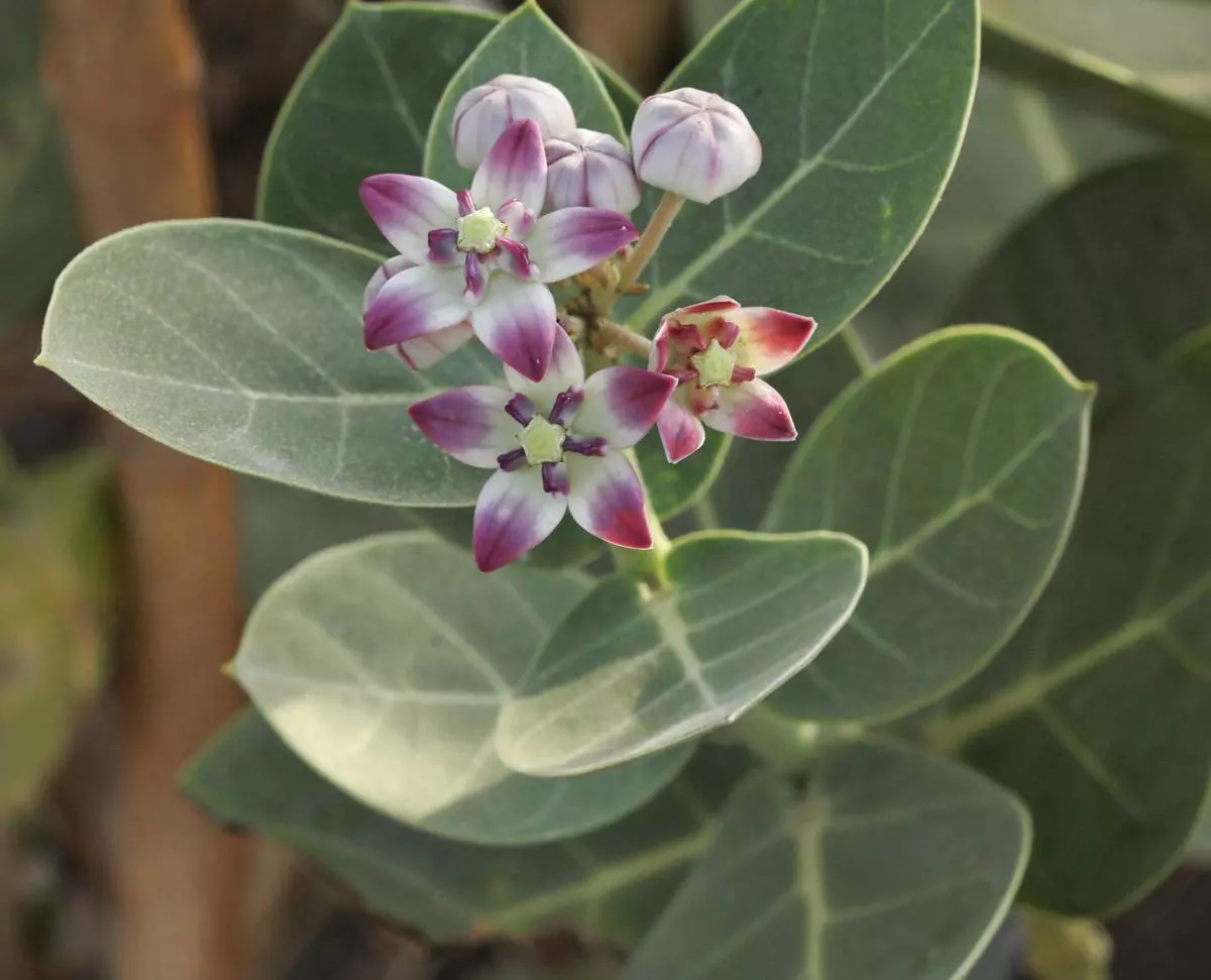 Calotropis procera is commonly known as ‘apple of sodom’