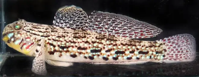 Ornate goby