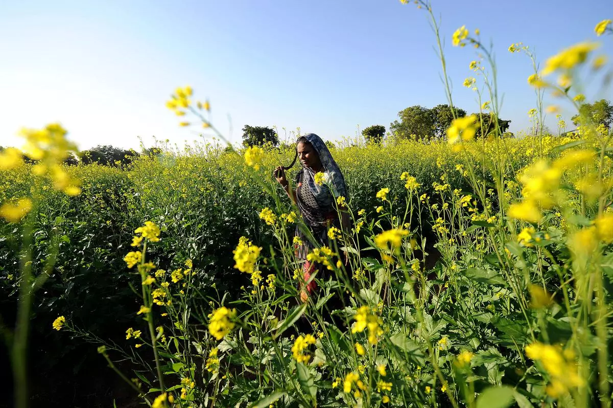 A woman worker at a Mustard farm at Deesa Village in north Gujarat