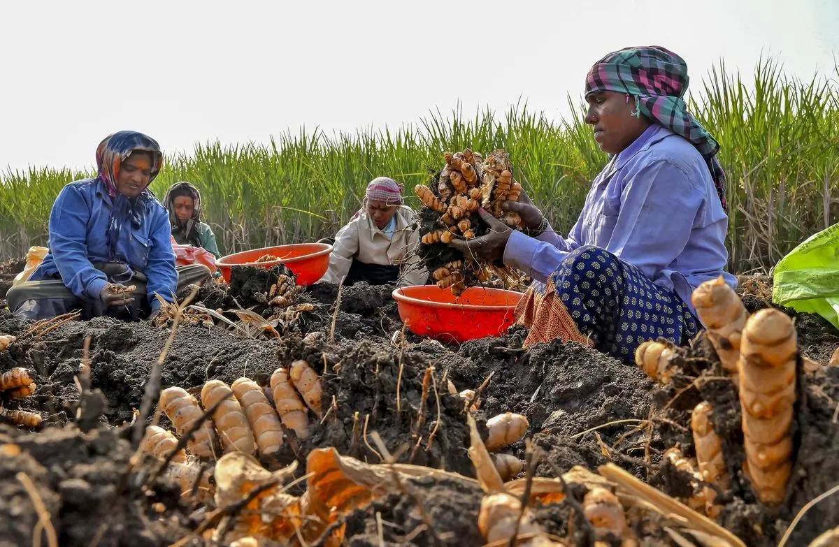 thehindubusinessline.com - Aligning MSP with the real cost of farming: Lessons from Maharashtra