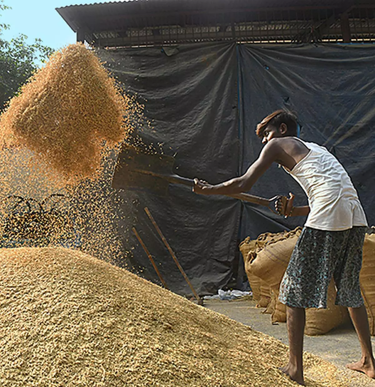 As a result of higher mandi tax, pulses processed by mills in MP such as tur dal and chana dal among others are expensive by about ₹1 per kilogram