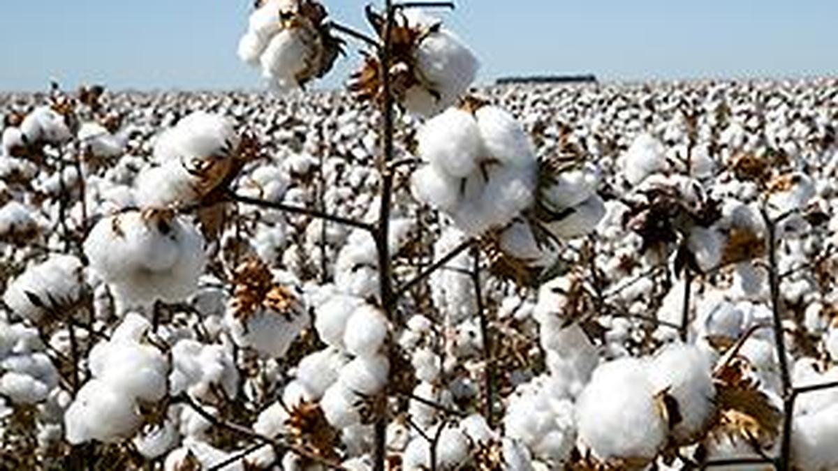Cotton prices firm up tracking global prices