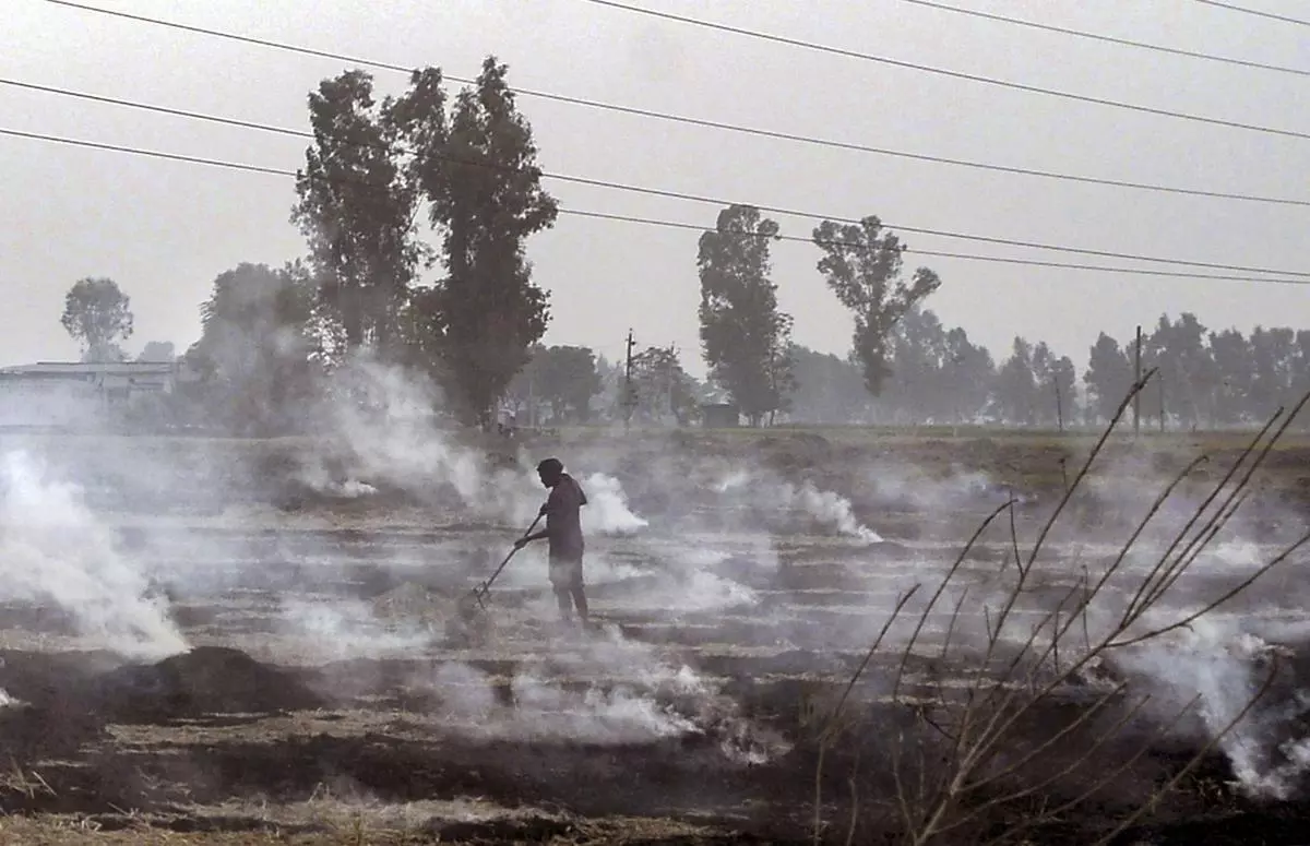 A farmer burns stubble at his paddy field, in Jalandhar, Punjab. (File photo)