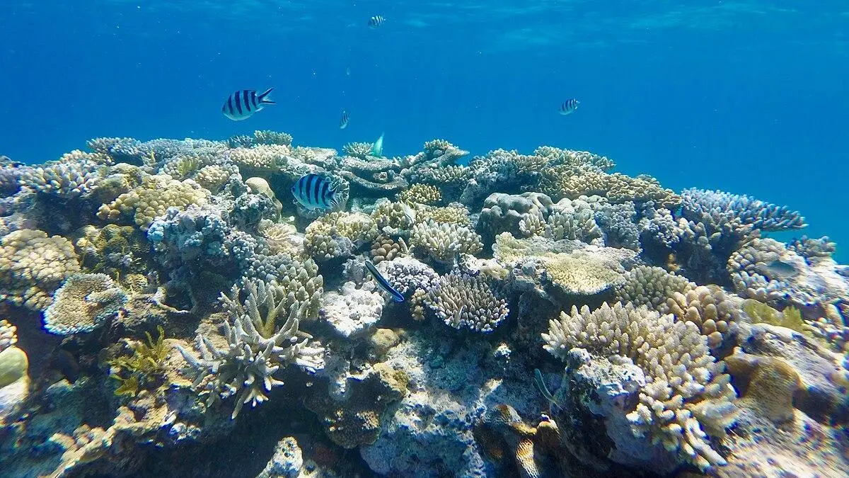 Kochi to host symposium on challenges of marine ecosystem from Tuesday Kochi to host symposium on challenges of marine ecosystem from Tuesday