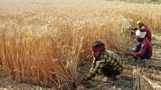 wheat crop wheat crop