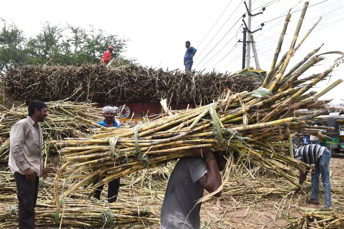 The sugar output in the country is likely to be high again this year