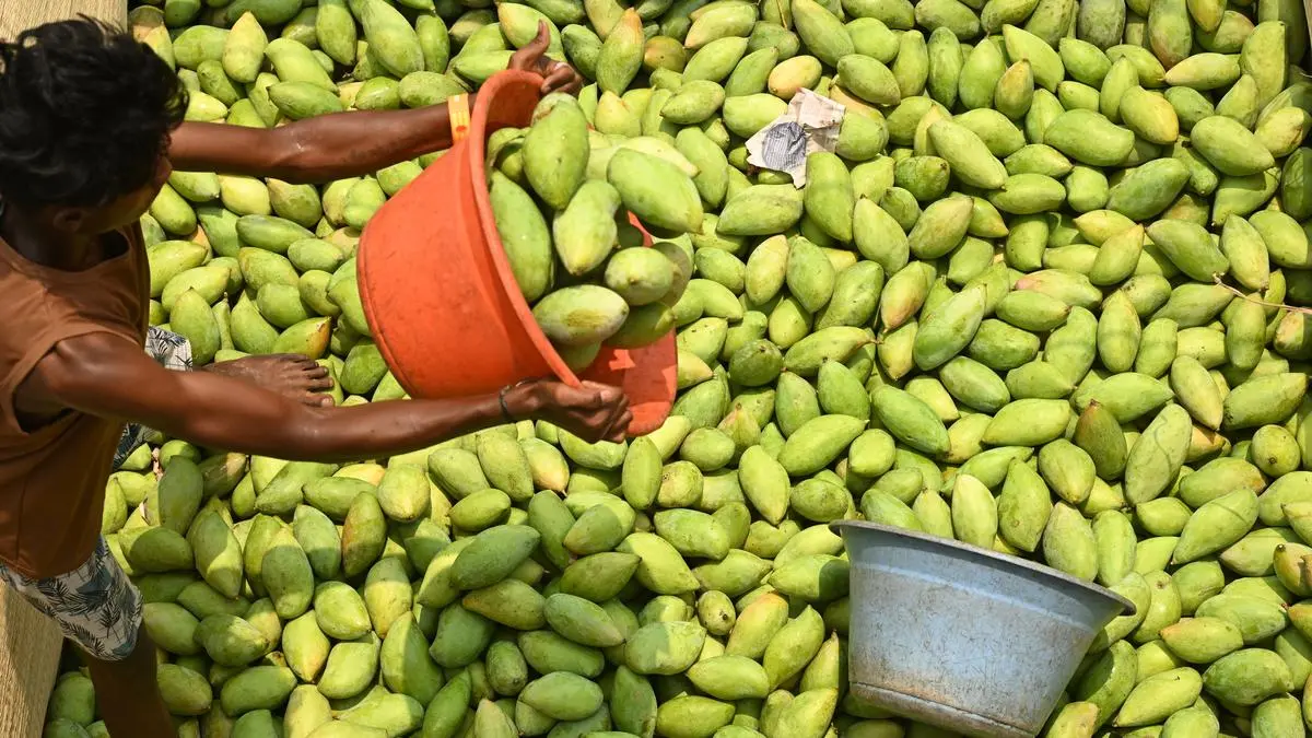 Gujarat exports 3000 metric tonnes of mangoes in 5 yrs: Govt