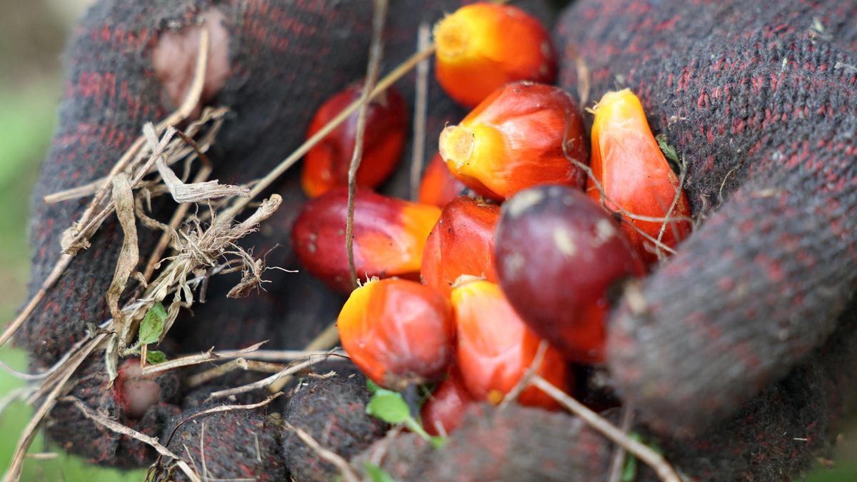 APOA welcomes Sri Lanka’s move to lift ban on oil palm cultivation