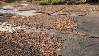 A time-tested fungicide, the Bordeaux mixture is used to control fruit rot disease in arecanut plantation. A time-tested fungicide, the Bordeaux mixture is used to control fruit rot disease in arecanut plantation.