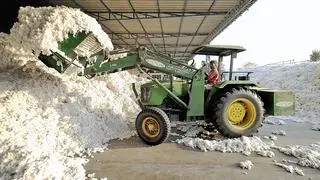 Following the MSP hike, the Cotton Corporation of India (CCI) increased its rates on Thursday offering the natural fibre by ₹200 per candy (356 kg) and selling 80,000 bales (170 kg) Following the MSP hike, the Cotton Corporation of India (CCI) increased its rates on Thursday offering the natural fibre by ₹200 per candy (356 kg) and selling 80,000 bales (170 kg)