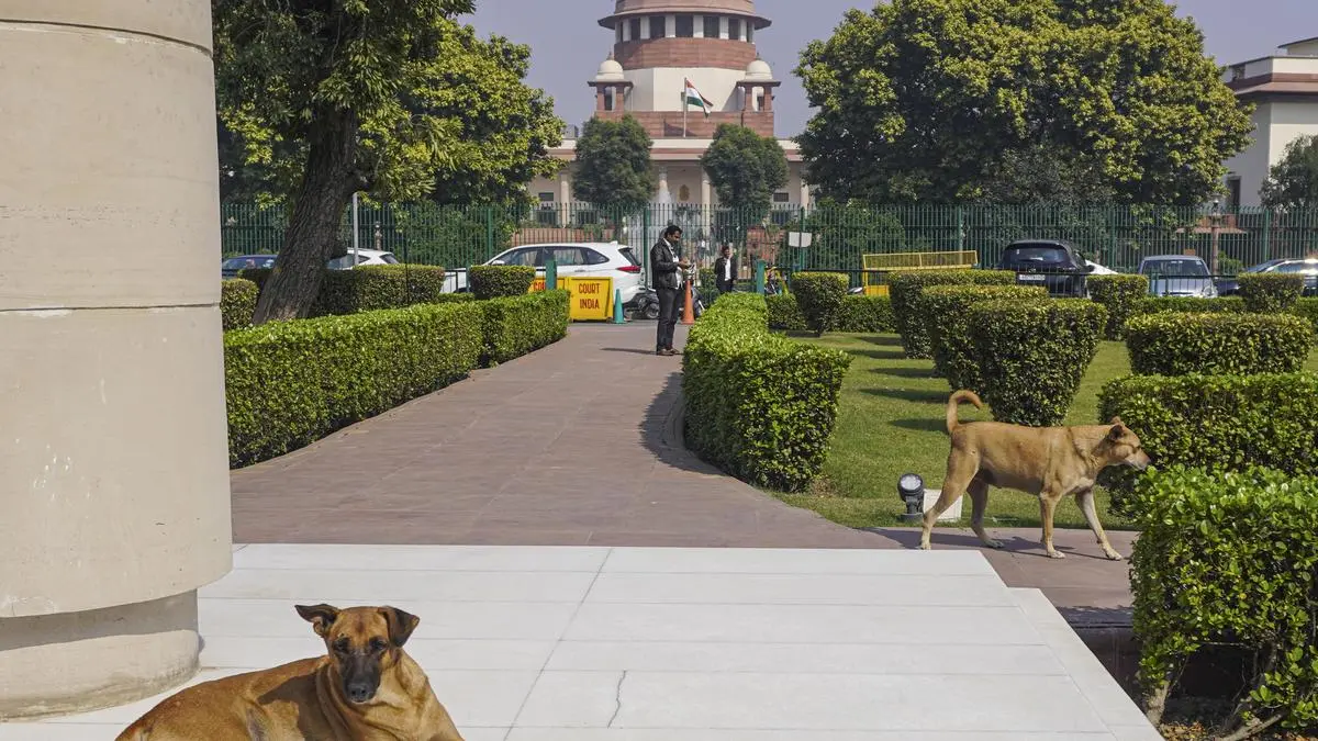 Supreme Court orders removal of stray dogs from schools, hospitals, other public institutions thumbnail