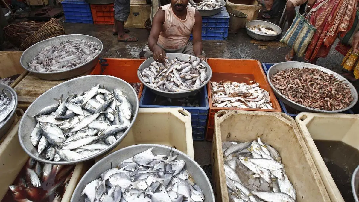 Fish waste finds new life as high-value biomedical material