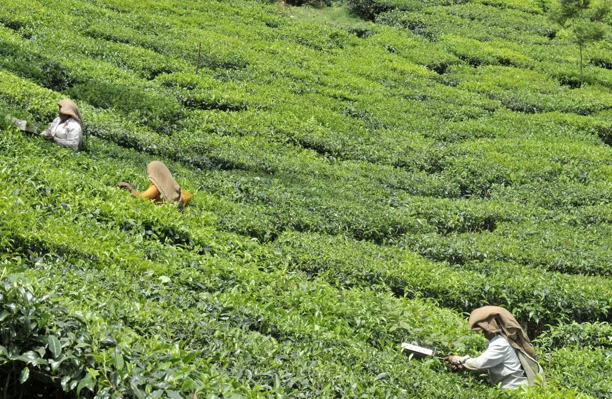 File Photo: Plantation workers plucking tea leaves at a plantation in Kerala.